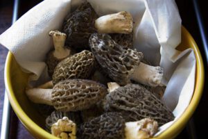 Morilles