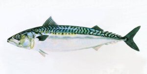 Makreel